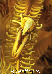 taken in the Lembeh Straits with Nikon F-100 and 105 macr... by Geoff Spiby 